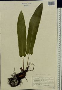 Asplenium scolopendrium subsp. scolopendrium, Eastern Europe, West Ukrainian region (E13) (Ukraine)