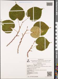 Tilia maximowicziana Shiras., Siberia, Russian Far East (S6) (Russia)