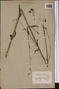 Verbena litoralis Kunth, America (AMER) (United States)