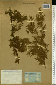 Juniperus communis L., Eastern Europe, Central forest region (E5) (Russia)