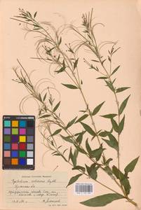 Epilobium pseudorubescens A. K. Skvortsov, Eastern Europe, Western region (E3) (Russia)