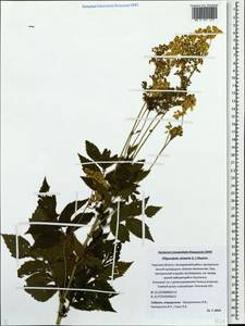 Filipendula ulmaria (L.) Maxim., Eastern Europe, North-Western region (E2) (Russia)