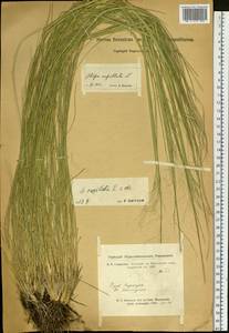 Stipa capillata L., Siberia, Altai & Sayany Mountains (S2) (Russia)