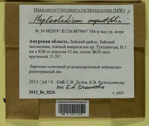 Haplocladium angustifolium (Hampe & Müll. Hal.) Broth., Bryophytes, Bryophytes - Russian Far East (excl. Chukotka & Kamchatka) (B20) (Russia)