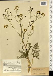 Ferula caspica M.Bieb., Mongolia (MONG) (Mongolia)