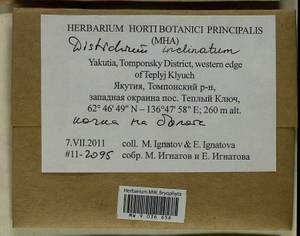 Distichium inclinatum (Hedw.) Bruch & Schimp., Bryophytes, Bryophytes - Yakutia (B19) (Russia)