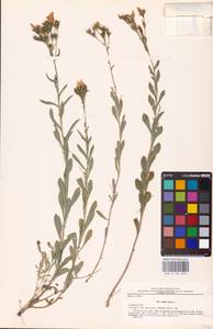 Linum flavum L., Eastern Europe, Central forest-and-steppe region (E6) (Russia)