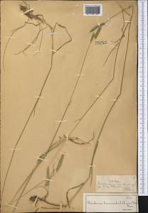 Hordeum brevisubulatum (Trin.) Link, Middle Asia, Northern & Central Tian Shan (M4) (Kazakhstan)