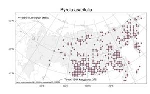 Pyrola asarifolia Michx., Atlas of the Russian Flora (FLORUS) (Russia)