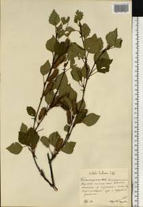 Betula pubescens var. pumila (Zanoni ex Murray) Govaerts, Eastern Europe, Eastern region (E10) (Russia)