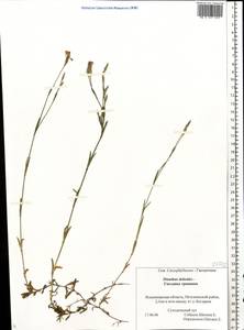 Dianthus deltoides L., Eastern Europe, Central region (E4) (Russia)