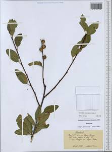 Exochorda racemosa (Lindl.) Rehder, Middle Asia, Western Tian Shan & Karatau (M3) (Kyrgyzstan)