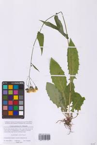 Crepis paludosa (L.) Moench, Eastern Europe, Moscow region (E4a) (Russia)