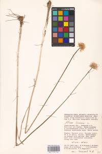 Allium lineare L., Eastern Europe, Lower Volga region (E9) (Russia)