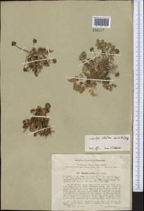 Schulzia albiflora (Kar. & Kir.) Popov, Middle Asia, Northern & Central Tian Shan (M4) (Kyrgyzstan)