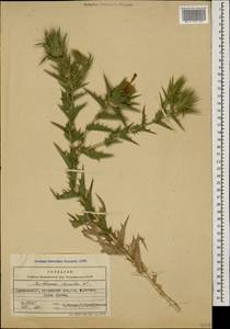 Carthamus lanatus L., Caucasus, Armenia (K5) (Armenia)