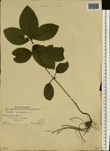 Melittis melissophyllum subsp. carpatica (Klokov) P.W.Ball, Eastern Europe, West Ukrainian region (E13) (Ukraine)