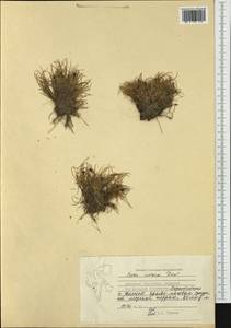Carex ursina Dewey, Western Europe (EUR) (Svalbard and Jan Mayen)