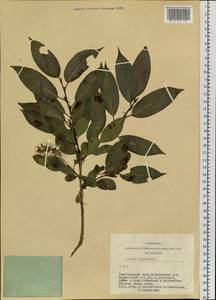 Salix pentandra L., Siberia, Altai & Sayany Mountains (S2) (Russia)