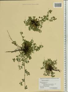 Medicago lupulina L., Eastern Europe, Volga-Kama region (E7) (Russia)