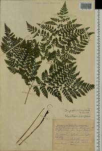 Dryopteris amurensis (Milde) Christ, Siberia, Russian Far East (S6) (Russia)