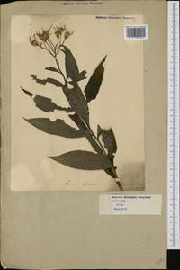 Senecio ovatus (G. Gaertn., E. Mey. & Scherb.) Willd., Western Europe (EUR) (Italy)