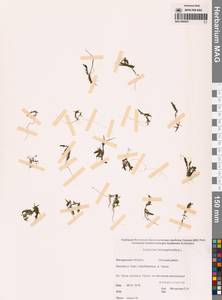 Callitriche hermaphroditica L., Siberia, Chukotka & Kamchatka (S7) (Russia)