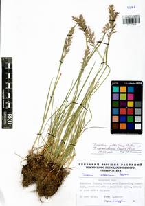 Trisetum altaicum Roshev., Siberia, Baikal & Transbaikal region (S4) (Russia)