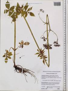 Valeriana officinalis L., Siberia, Russian Far East (S6) (Russia)