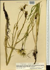 Tragopogon songoricus Nikitin, Mongolia (MONG) (Mongolia)