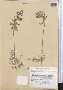Astragalus semideserti Gontsch., Middle Asia, Pamir & Pamiro-Alai (M2) (Uzbekistan)