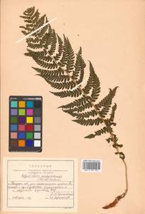 Polystichum microchlamys (Christ) Matsum., Siberia, Russian Far East (S6) (Russia)