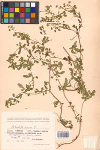 Potentilla supina L., Eastern Europe, Moscow region (E4a) (Russia)