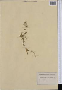 Gypsophila repens L., Western Europe (EUR) (Switzerland)