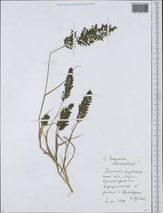 Eragrostis cilianensis (All.) Janch., Eastern Europe, South Ukrainian region (E12) (Ukraine)