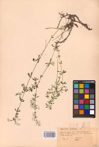 Galium mollugo L., Eastern Europe, Central region (E4) (Russia)