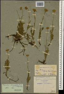 Tanacetum aureum (Lam.) Greuter, M. V. Agab. & Wagenitz, Caucasus, Armenia (K5) (Armenia)