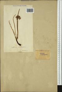 Allium angulosum L., Western Europe (EUR) (Switzerland)