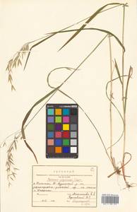 Bromus ciliatus L., Siberia, Russian Far East (S6) (Russia)