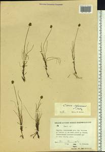 Carex sajanensis V.I.Krecz., Siberia, Yakutia (S5) (Russia)