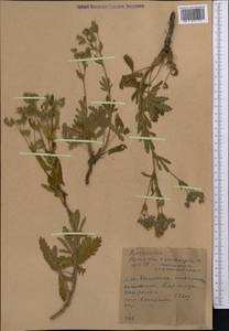 Potentilla pedata Willd., Middle Asia, Western Tian Shan & Karatau (M3) (Kyrgyzstan)