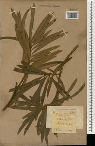 Podocarpus macrophyllus (Thunb.) Sweet, South Asia, South Asia (Asia outside ex-Soviet states and Mongolia) (ASIA) (Russia)