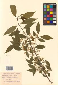 Euonymus maackii Rupr., Siberia, Russian Far East (S6) (Russia)