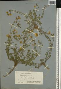 Lotus corniculatus L., Eastern Europe, Lower Volga region (E9) (Russia)