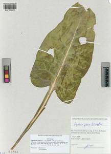 Ligularia glauca (L.) O.Hoffm., Siberia, Altai & Sayany Mountains (S2) (Russia)