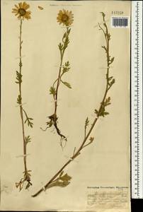Chrysanthemum zawadskii subsp. zawadskii, Mongolia (MONG) (Mongolia)