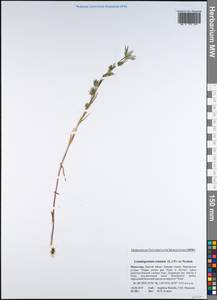 Lomatogonium rotatum (L.) Fries ex Fern., Mongolia (MONG) (Mongolia)