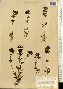 Pedicularis verticillata L., Mongolia (MONG) (Mongolia)