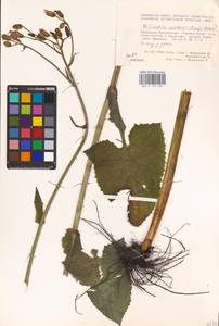 Lactuca macrophylla, Eastern Europe, Eastern region (E10) (Russia)