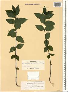 Mercurialis ovata Sternb. & Hoppe, Caucasus, Krasnodar Krai & Adygea (K1a) (Russia)